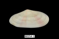 藏品(櫻蛤)的圖片